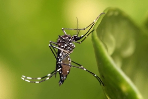 Homeopatia para dengue URGENTE!